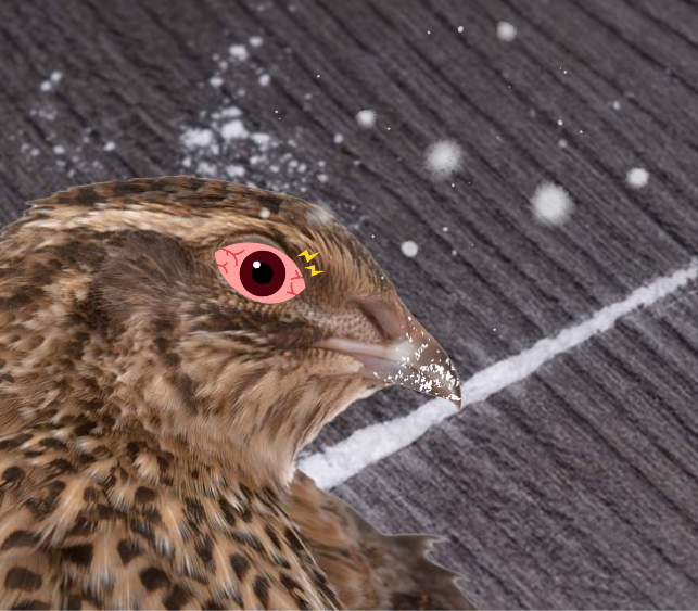 “Cocaine Quails” in Young Hall