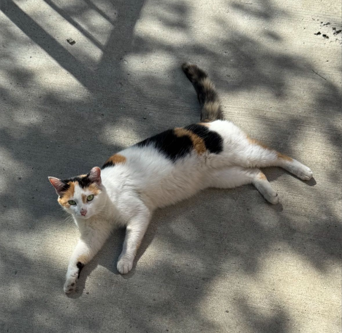 Beloved “Nevin Cat” Passes Away: How Do Animals Enrich Campus?